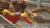 Video: Chiêm ngưỡng đàn chim trĩ 7 màu quý hiếm ở Hải Dương