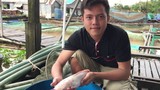 Video: Gặp người sở hữu cả ngàn con cá trê hồng độc lạ