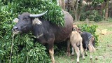 “Mục sở thị” con trâu cái sinh cùng lúc 2 con nghé đực ở Nghệ An