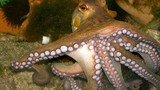 Video: Sững sờ tuyệt chiêu tàng hình của bạch tuộc trước răng nanh kẻ thù