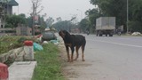 Nuôi chó phải đăng ký ở Nghệ An: Việc nên làm, nhưng sẽ khó khả thi