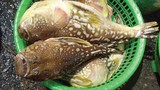 Cảnh báo những loại hải sản dễ gây ngộ độc thường gặp