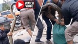 Video kích điện bắt rắn “khủng” ở Vĩnh Phúc lên báo nước ngoài