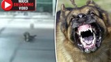 Video: Chó ngao Tây Tạng nhảy bổ vào cắn người trên phố