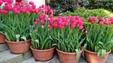 Trồng và chăm sóc hoa Tulip cho hoa nở đẹp như ý muốn