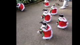 Video: Đàn chim cánh cụt ra đường đón Giáng sinh