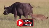 Video: Bị linh cẩu ngoạm “của quý”, trâu rừng chết thảm
