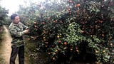 Bỏ phố thị về trồng cam Canh: Anh nông dân đón Tết hơn 3 tỷ đồng