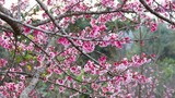 Video: Chiêm ngưỡng 19 loại hoa anh đào nở rộ đẹp ngỡ ngàng ở Điện Biên