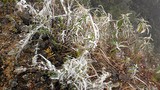 Sa Pa: Cây cỏ đông cứng trong băng giá