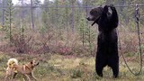Video: Bên trong trại huấn luyện chó săn đẫm máu ở Nga