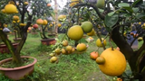 Video: Thăm vườn hơn 10 loại quả trên một cây ở Hà Nội