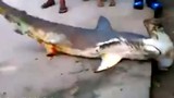 Video: Cá mập khổng lồ lên bờ, bị dân đánh đập đến chết
