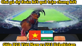 Video: “Gà tiên tri” dự đoán chung kết U23 Việt Nam vs U23 Uzbekistan