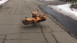 Video: Kinh ngạc với chú chó tha khúc gỗ cực nặng làm đồ chơi