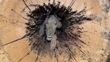 Chó hóa xác ướp trong thân cây hoàn hảo ở Mỹ