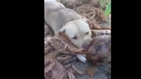 Video: Thú vị khi xem chó bóc vỏ dừa