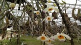 Vườn hoa lan vạn người mê tiền tỷ ở cao nguyên Mộc Châu