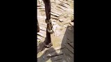 Video: Bị rắn cắn và quấn chặt quanh chân vẫn đi bộ 3km