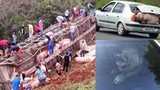 Video: Xe tải chở 120 con lợn bị lật, người dân mang cả ô tô đi "hôi của"