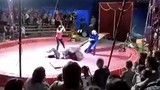 Gấu khổng lồ tấn công người huấn luyện trước mặt khán giả