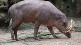 Video hiếm về loài lợn khổng lồ bí ẩn nhất thế giới