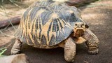 Video: Loài rùa "đẹp nhất hành tinh" sống được gần 200 năm sắp tuyệt chủng