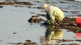 Ra biển săn "hàu son" be bé con con mà có vài trăm ngàn mỗi ngày