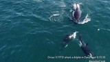 Video: Khoảnh khắc cá voi sát thủ tấn công, sát hại cá heo ở ngoài khơi Mỹ