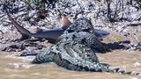 Video: Cá mập bơi lạc bị cá sấu khổng lồ xơi tái