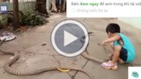 Video: Bé 3 tuổi bê rắn khổng lồ lên đập xuống nền bê tông