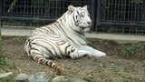 Cho hổ trắng về buồng ngủ, nhân viên sở thú bị cắn tử vong
