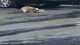 Video: Gấu mèo cắn đứt đuôi cự đà, tử chiến hung bạo giữa phố Mỹ