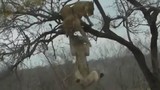 Video: Sư tử nhảy cao 3 mét cướp xác linh dương từ đồng loại trên cây