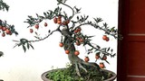 Đại gia bí ẩn xuống tiền mua hồng đá bonsai giá 1 tỷ đồng chơi Tết