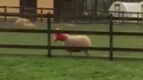 Video: Phì cười cừu lén lút ăn vụng
