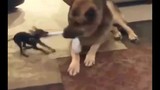 Video: Phì cười với cuộc chiến giành tất của chó cưng