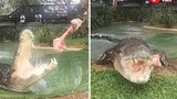 Video: Cá sấu “khủng” nặng 9 tạ nghiền nát xương trong chớp nhoáng