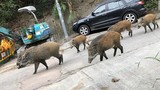 Sống chung với lợn rừng ở Hong Kong
