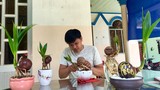 Bonsai dừa độc lạ giá hơn triệu một chậu bé tí