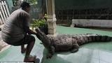 Video: Rợn người cảnh tắm rửa, cho cá sấu ăn và vuốt ve như thú cưng