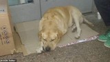 Chó trung thành chờ chủ đã chết hơn 1 tuần trước bệnh viện
