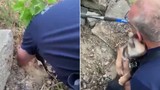 Video: Chú chó bị kẹt dưới tảng đá rối rít hôn cảm ơn người giải cứu