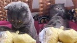 Video: Bất ngờ phản ứng của chó, mèo khi ngửi mùi sầu riêng
