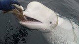Video: Rơi iPhone xuống biển, cá voi trắng từ đáy sâu nổi lên trả lại