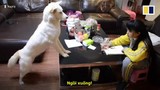 Video: Bố huấn luyện chó cưng giám sát con gái học bài