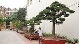 Vườn cây nghệ thuật di sản 300 tỷ độc nhất vô nhị tại Việt Nam