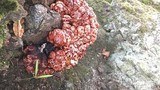 Kỳ lạ loại nấm “bộ não đẫm máu” mọc ra từ gốc cây