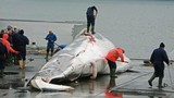 Video: Bất chấp chỉ trích, Nhật Bản sắp trở lại đánh bắt cá voi thương mại