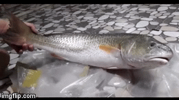 Video: Cận cảnh con cá "lạ" nghi sủ vàng quý hiếm nặng 3,5 kg mắc lưới ngư dân